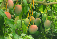 Fruticultura baiana se destaca no cenário nacional e movimenta R$ 1.3 bilhão em exportações Logo
