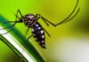 Brasil tem mais de mil mortes por dengue em investigação Brasil tem mais de mil mortes por dengue em investigação