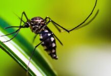 Queda de casos de dengue no Brasil deve se manter até fim de novembro Brasil tem mais de mil mortes por dengue em investigação