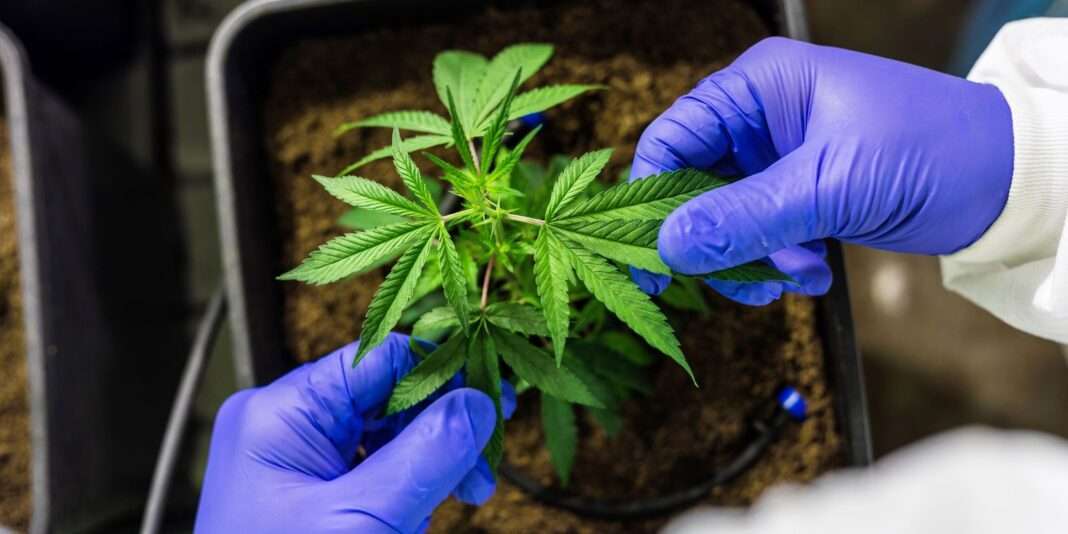 CCJ aprova PEC que criminaliza posse de qualquer quantidade de CCJ aprova PEC que criminaliza posse de qualquer quantidade de droga
