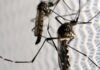 Óbitos por dengue chegam a 14 em São Paulo e a 21 no Brasil em 2025 Cidade do Rio registra mais de 2 mil casos de dengue em 24 horas