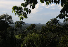 Dia Internacional das Florestas: programa promove a restauração e conscientização ambiental na Bahia Logo