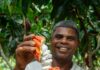 Dia do Cacau: Bahia investe no desenvolvimento sustentável do cacau, da amêndoa ao chocolate Logo