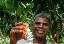 Dia do Cacau: Bahia investe no desenvolvimento sustentável do cacau, da amêndoa ao chocolate Logo