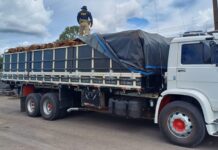 Em Rondônia, PRF identifica transporte irregular de madeira — Polícia Rodoviária Federal WhatsApp Image 2024-03-04 at 17.53.52.jpeg