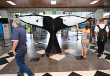 Em Salvador, exposição do projeto Baleia Jubarte celebra o Dia Mundial da Água Logo