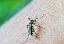 Epidemia de dengue faz Natal decretar emergência em saúde Epidemia de dengue faz Natal decretar emergência em saúde