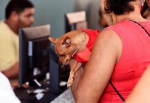 Hospital Municipal Veterinário realiza mais de 160 atendimentos no primeiro dia de funcionamento – Secretaria de Comunicação Hospital Municipal Veterinário realiza mais de 160 atendimentos no primeiro dia de funcionamento – Secretaria de Comunicação