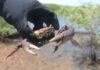 Inema orienta população sobre o terceiro período de defeso do caranguejo-uçá Logo