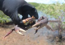 Inema orienta população sobre o terceiro período de defeso do caranguejo-uçá Logo