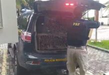 Operação Arca de Noé cumpre mandados contra traficantes de animais silvestres no RJ — Polícia Rodoviária Federal PRF_DPMA.jpg
