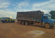 PRF apreende 27 m³ de madeira nativa transportados ilegalmente em Guaraí/TO — Polícia Rodoviária Federal WhatsApp Image 2024-02-29 at 13.19.28.jpeg