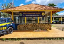 PRF apreende 447 kg de drogas escondidas em caminhão, em Altamira/PA — Polícia Rodoviária Federal PRF apreende 447 kg de drogas escondidas em caminhão, em Altamira/PA