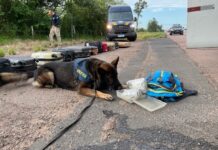 PRF apreende Skunk em ônibus em Eldorado do Sul com a ajuda dos cães farejadores — Polícia Rodoviária Federal cbbc6e6b-2ed0-4898-85fb-8bba1fcc0f1d.jpeg