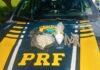 PRF apreende cocaína e maconha em Campos dos Goytacazes/RJ — Polícia Rodoviária Federal WhatsApp Image 2024-03-01 at 15.53.42.jpeg