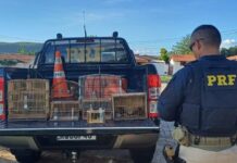 PRF realiza quatorze prisões nos primeiros três dias da Operação Semana Santa 2024 no RN — Polícia Rodoviária Federal WhatsApp Image 2024-03-29 at 11.26.46 AM (1).jpeg