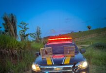 PRF recupera veículo roubado e resgata aves silvestres em Novo Repartimento/PA — Polícia Rodoviária Federal WhatsApp Image 2024-03-14 at 13.57.21.jpeg