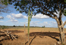 Ações para o enfrentamento da desertificação serão apresentadas pelo Governo do Estado em Paulo Afonso Logo