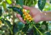 Dia Mundial do Café: Investimentos geram impacto positivo na qualidade do café e na economia da Bahia Logo