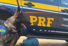 Em Vitória da Conquista (BA), PRF apreende cocaína transportada em mala — Polícia Rodoviária Federal WhatsApp Image 2024-04-12 at 17.38.07.jpeg