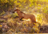 Lobo-guará retorna à natureza após onze meses de treinamento Logo