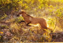 Lobo-guará retorna à natureza após onze meses de treinamento Logo