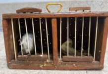 PRF resgata pássaros da fauna silvestre sendo transportados de forma ilegal em ônibus na BR 116 — Polícia Rodoviária Federal Sem títulosdasd.jpg