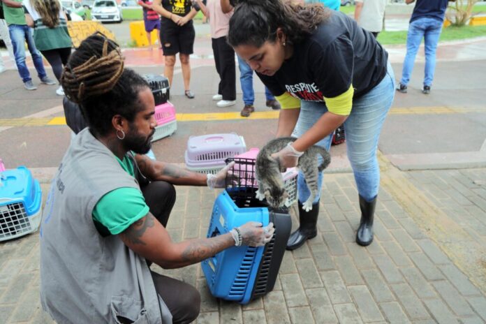 Secis promove operação para realocar gatos da Colônia de Piatã – Secretaria de Comunicação