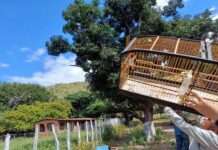 Operação do Inema e da PRF resgata cerca de 1,2 mil aves silvestres na região norte do estado