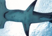 Brasileiro cria método que evita pesca acidental de tubarões e raias Brasileiro cria método que evita pesca acidental de tubarões e raias