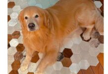 Câmara aprova projeto que obriga aéreas a rastrear transporte de pets Câmara aprova projeto que obriga aéreas a rastrear transporte de pets