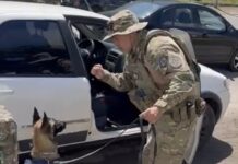 Com auxílio de cães farejadores, PRF apreende 12,5 kg de maconha, em Caucaia (CE) — Polícia Rodoviária Federal 7E9648C8-EF65-4E50-A1F3-DA13A43AB101.jpeg