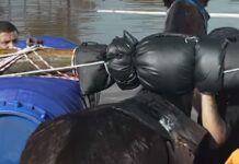 Mais de 10 mil animais já foram resgatados das enchentes do RS Mais de 10 mil animais já foram resgatados das enchentes do RS