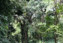 Medidas adotadas pelo Estado reduzem em 57% o desmatamento da Mata Atlântica na Bahia Logo