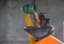 No dia Internacional do Milho famílias do semiárido baiano celebram os impactos do milho distribuído pelo Estado Logo