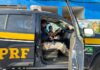 PRF faz surpresa para fã mirim em Duque de Caxias — Polícia Rodoviária Federal IMG-20240525-WA0031.jpg