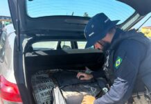 PRF localiza 159 kg de maconha em automóvel na BR-101 em Biguaçu — Polícia Rodoviária Federal 02f350d6-5467-4eb0-8ce2-79c6268f43dc.jpg
