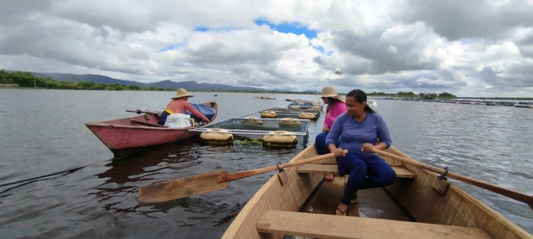 Piscicultoras de Itiúba investem na criação de peixes para alcançar Logo