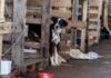 Rio Grande do Sul lança plano de ajuda a animais Rio Grande do Sul lança plano de ajuda a animais