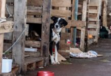Rio Grande do Sul lança plano de ajuda a animais Rio Grande do Sul lança plano de ajuda a animais