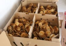 SAJ: Prefeitura, através da Secretaria de Agricultura (SEAGRI), realizou a entrega de 600 filhotes e kits de galinhas de postura – Prefeitura de Santo Antônio de Jesus – BA SAJ: Prefeitura, através da Secretaria de Agricultura (SEAGRI), realizou a entrega de 600 filhotes e kits de galinhas de postura – Prefeitura de Santo Antônio de Jesus - BA
