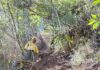 Após oito dias, incêndio no Parque Nacional do Itatiaia é extinto Após oito dias, incêndio no Parque Nacional do Itatiaia é extinto