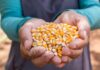 Mais de 21 mil famílias baianas de agricultores são beneficiadas com a entrega de milho para alimentação animal Logo