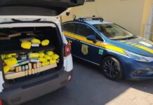 PRF apreende 860 Kg de maconha em Bataguassu (MS) — Polícia Rodoviária Federal PRF apreende 860 Kg de maconha em Bataguassu (MS)
