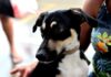 Saiba quais são os cuidados necessários com os pets no período junino – Secretaria de Comunicação Saiba quais são os cuidados necessários com os pets no período junino – Secretaria de Comunicação