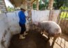 Suinocultura traz novas perspectivas de renda para agricultores familiares de Sapeaçu Logo