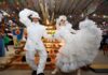 TVE e Educadora FM anunciam a maior cobertura da história dos festejos juninos da Bahia Logo