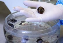 Após morte, Fiocruz alerta para meningite transmitida por caramujo Após morte, Fiocruz alerta para meningite transmitida por caramujo