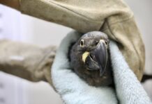 Arara Azul resgatada pelo Cetas entra em programa nacional de espécies ameaçadas Logo