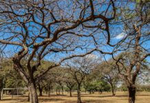 Inmet alerta sobre baixa umidade no Centro-Oeste e no Tocantins Inmet alerta sobre baixa umidade no Centro-Oeste e no Tocantins
